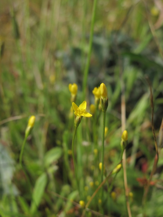 Cicendia filiformis